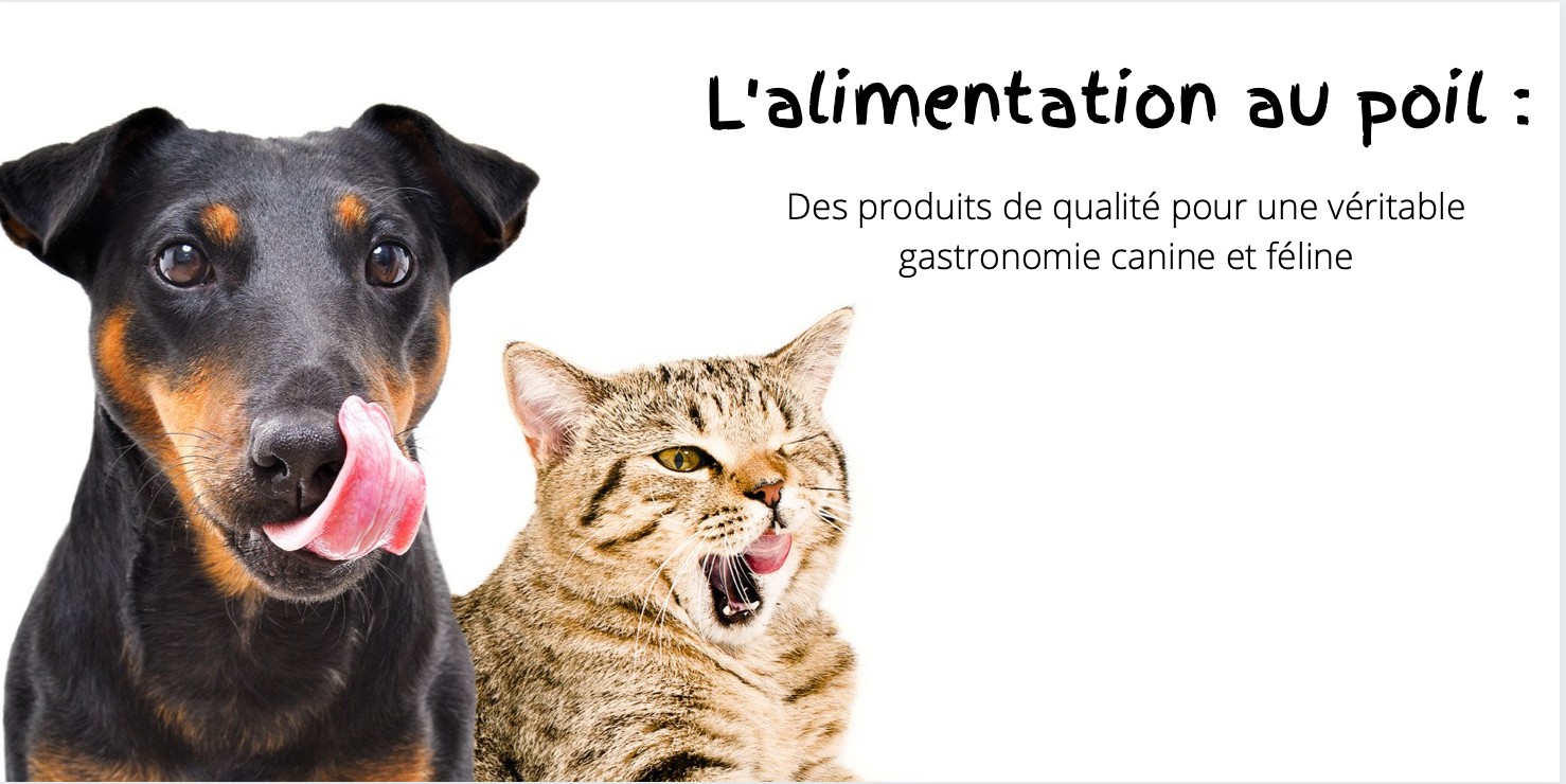 nourriture saine chien et chat
