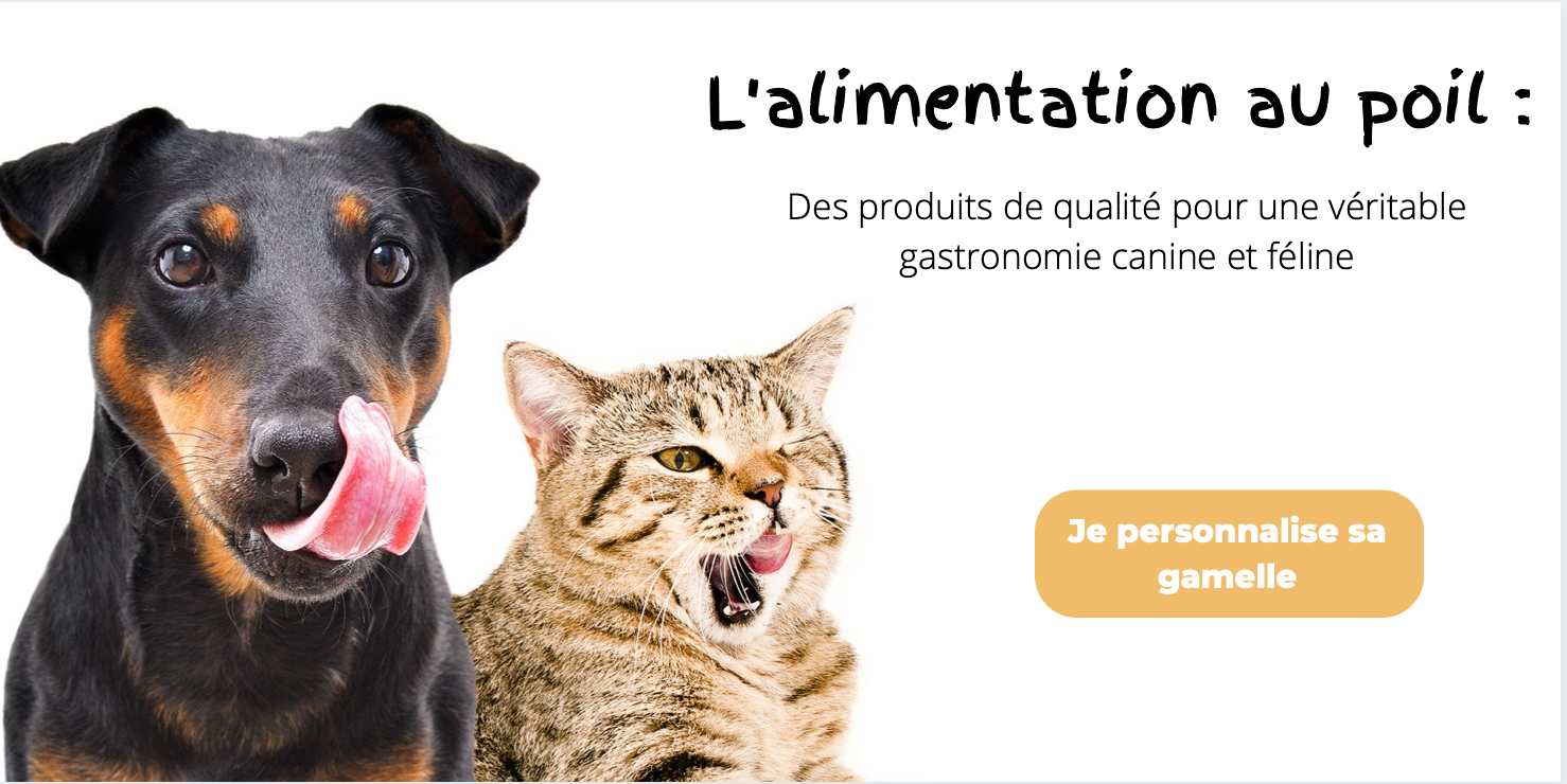 nourriture saine chien et chat