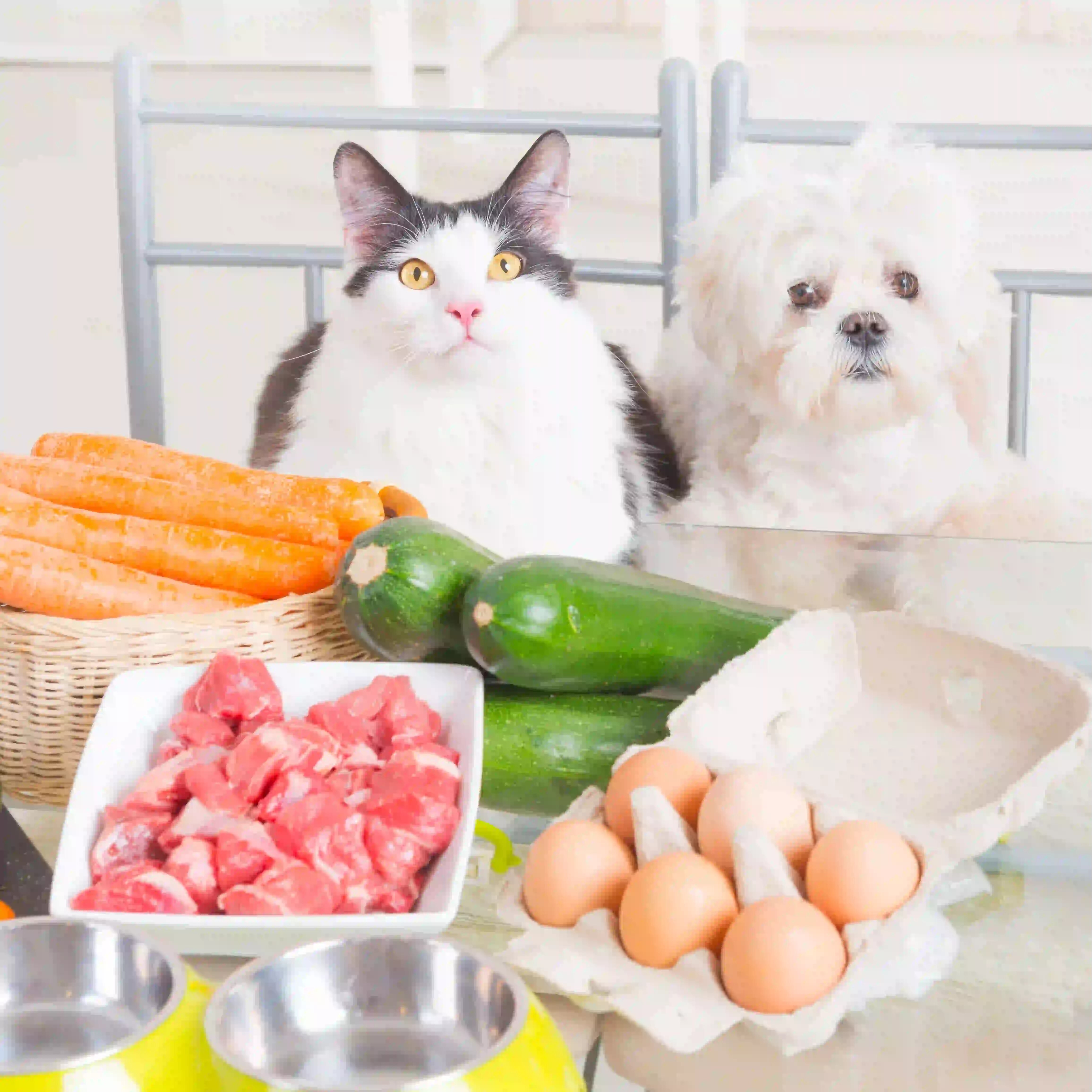 aliment chien et chat