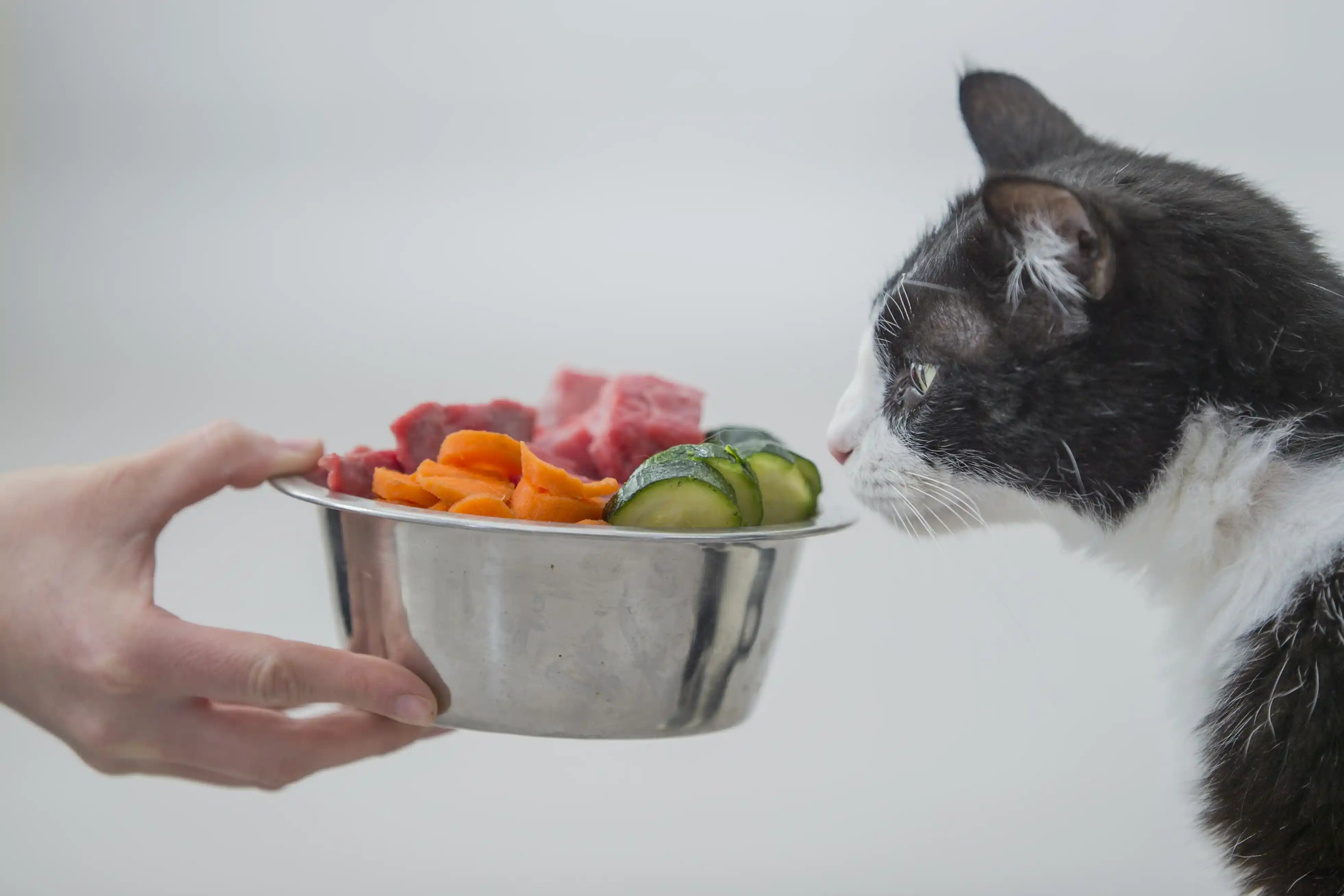 Alimentation sur mesure chien et chat